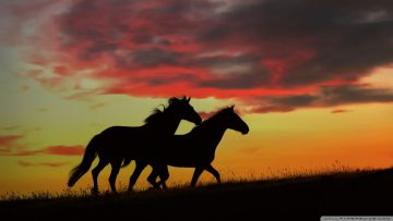 Paint Horse Wallpaper - Android / iPhone HD Wallpaper Background Download